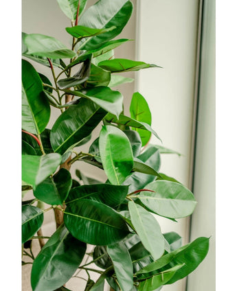 Un gros plan de l'hévéa artificiel de 150 cm avec des feuilles vert foncé brillantes se trouve à l'intérieur près d'une fenêtre, une lumière naturelle vive accentue le feuillage vibrant et les élégants pots décoratifs.