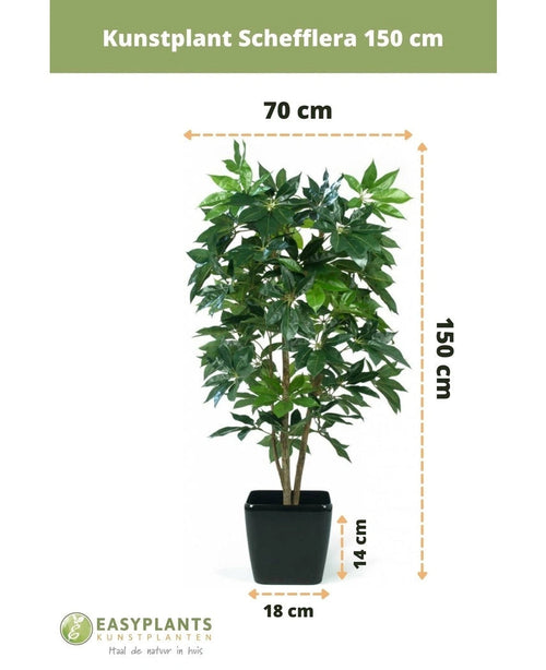 Plante artificielle Schefflera 150 cm dans un pot noir de 150x70x18 cm avec des feuilles vertes luxuriantes. Hauteur du pot : 14 cm. Marque Easyplants Kunstplanten.
