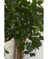 Gros plan de la plante artificielle Schefflera à petites feuilles de 150 cm avec de larges feuilles vertes brillantes et de petits bourgeons en forme d'étoile, ainsi qu'une tige brune et des racines pendantes - idéale pour des pots décoratifs élégants sur n'importe quel fond neutre.