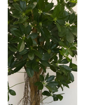 Gros plan de la plante artificielle Schefflera à petites feuilles de 150 cm avec de larges feuilles vertes brillantes et de petits bourgeons en forme d'étoile, ainsi qu'une tige brune et des racines pendantes - idéale pour des pots décoratifs élégants sur n'importe quel fond neutre.