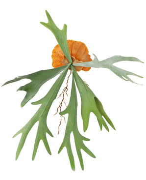La plante artificielle Staghorn 53 cm a de larges feuilles vertes en forme de bois et des feuilles de base brunes en forme de bouclier pour une fougère staghorn réaliste sur un fond blanc.