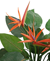 Gros plan de la plante artificielle Strelitzia 120 cm, avec des fleurs d'oiseau de paradis orange et violet vif avec de grandes feuilles vertes sur un fond clair.