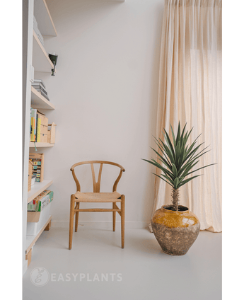 Een Kunstplant Yucca 100 cm UV met stekelige groene bladeren staat naast een houten stoel in een lichte, minimalistische kamer met lichte gordijnen bij het raam en boekenplanken aan de linkerkant.