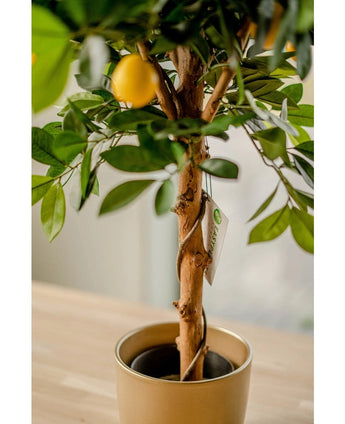 Le citronnier artificiel de 75 cm a des feuilles vertes réalistes et un citron jaune, dans un pot décoratif doré sur une surface en bois clair à l'intérieur. Une étiquette végétale orne le tronc torsadé.