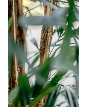 Gros plan des feuilles de palmier vertes et des tiges brunes sur la plante artificielle Artificial Lady Palm 180 cm, à l'aspect tropical naturel et légèrement brumeux. La lumière filtre doucement à travers le feuillage en arrière-plan.