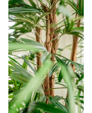 Close-up van de Lady Kunstpalm 210 cm, met de groene, lange smalle bladeren en donzige bruine stengels tegen een zacht vage lichte achtergrond.