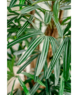Gros plan du Lady Palm artificiel de 150 cm, avec ses feuilles longues, étroites et brillantes avec des rayures vert clair et foncé sur un fond légèrement flou.