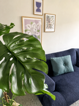 Une plante artificielle Monstera de 120 cm est placée bien en évidence à l'avant. Derrière se trouve un canapé bleu foncé avec un coussin bleu clair contre un mur beige avec trois œuvres d'art encadrées.