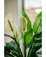 Gros plan de la plante artificielle Spathiphyllum blanche de 85 cm, avec deux fleurs blanches et des feuilles vertes luxuriantes, présentée à l'intérieur avec une lumière naturelle brillant à travers un fond de fenêtre légèrement décoloré.