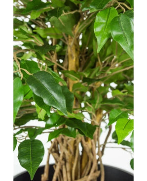 Gros plan de la tige tressée et des feuilles vertes de la plante de bureau artificielle Ficus Liana de 90 cm sur fond clair.