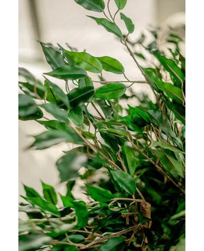 Un gros plan de feuilles vertes vibrantes et de fines vrilles en bois de la plante artificielle Ficus Liana 90 cm, éclairées par la lumière naturelle avec un fond neutre défocalisé mettant en valeur le feuillage artificiel luxuriant.