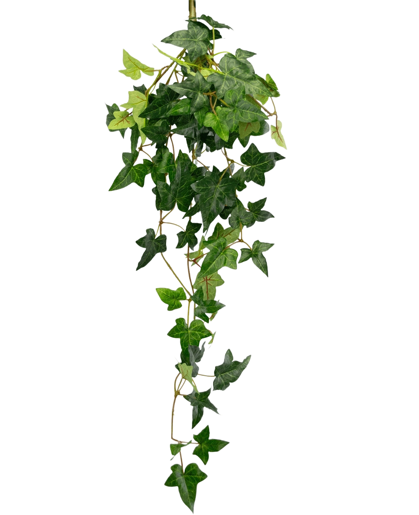 La plante artificielle suspendue Lierre Boston 70 cm vert possède des feuilles de lierre vertes et luxuriantes en forme d'étoile qui tombent sur un fond blanc uni.