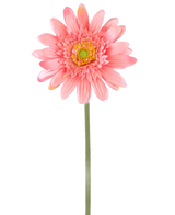 Une fleur artificielle Gerbera rose de 55 cm a un seul gerbera rose avec un cœur jaune-vert sur une longue tige verte, sur un fond blanc uni.