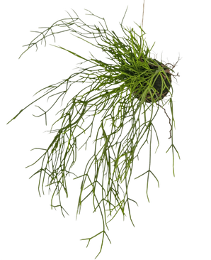 La Plante artificielle suspendue Herbe sur boule 48 cm possède de longues tiges fines ressemblant à de l'herbe verte dans une petite motte de terre, sur un fond blanc.