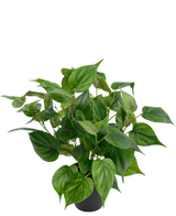Une plante artificielle vivante Philodendron dans un pot de 35 cm avec des feuilles en forme de cœur se trouve dans un pot noir élégant, sur un fond blanc uni.