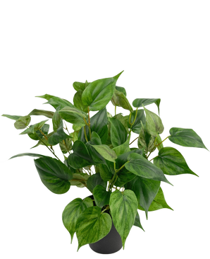 Une plante artificielle vivante Philodendron dans un pot de 35 cm avec des feuilles en forme de cœur se trouve dans un pot noir élégant, sur un fond blanc uni.