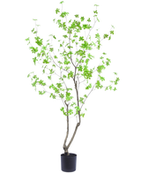 La plante artificielle Enkianthus 180 cm est une plante en pot haute et élancée avec de fines branches et des feuilles vert vif sur un fond blanc uni.