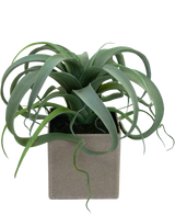La plante succulente artificielle en pot de 24 cm a des feuilles vertes frisées en forme de ruban émergeant d'un pot carré gris clair, sur un fond blanc.