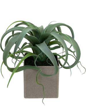 La plante succulente artificielle en pot de 24 cm a des feuilles vertes frisées en forme de ruban émergeant d'un pot carré gris clair, sur un fond blanc.