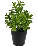 Plante artificielle Perilla 25 cm : Une plante au feuillage vert vif avec des bords dentelés dans un simple pot noir, parfaite pour ajouter une touche de nature à n'importe quelle pièce.