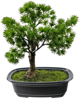 La Plante Artificielle Bonsaï Genévrier 20 cm a des feuilles vertes denses et épineuses dans un pot noir rectangulaire avec de la mousse, sur un fond blanc uni.