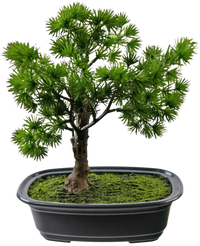 Plante artificielle Bonsai Juniper 20 cm