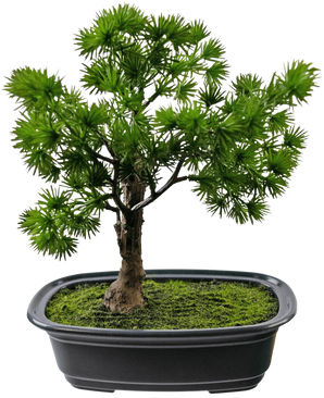 La Plante Artificielle Bonsaï Genévrier 20 cm a des feuilles vertes denses et épineuses dans un pot noir rectangulaire avec de la mousse, sur un fond blanc uni.