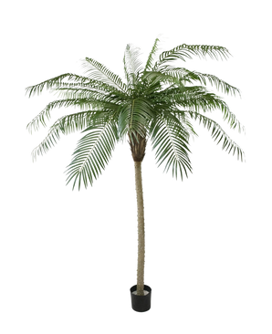 Le Palmier Artificiel Phoenix De Luxe 210 cm possède de longues feuilles vertes courbées et un tronc structuré, dans un petit pot noir sur un fond uni blanc.