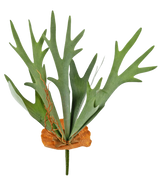 La plante artificielle Staghorn 53 cm a des feuilles vertes en forme de bois et une base marron en forme de bouclier, sur un fond blanc uni.