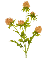 Een enkele Kunstbloem Distel 66 cm perziksteel met vijf ronde, lichtbruine distelachtige bloemen en groene bladeren, afgebeeld op een effen witte achtergrond.