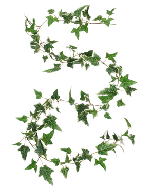 La guirlande de lierre de Boston artificiel vert-blanc 180 cm UV est conçue en forme de chiffre 8, avec des vrilles de lierre vertes et blanches sur un fond blanc uni.