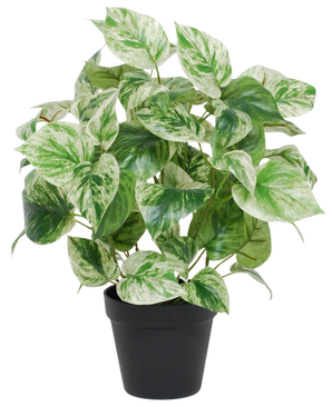 La Vigne dorée artificielle vert-blanc en pot UV 35 cm présente des feuilles panachées vertes et blanches en forme de coeur dans un simple pot noir, isolées sur un fond blanc.