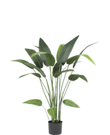 La plante artificielle Heliconia 110 cm, avec de longues tiges et de larges feuilles vertes, est idéale pour les petits espaces ou comme décoration artificielle de salle de bain, magnifique sur un fond blanc uni.