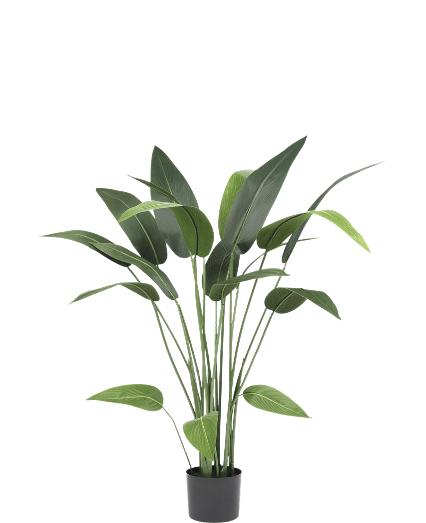 La plante artificielle Heliconia 110 cm, avec de longues tiges et de larges feuilles vertes, est idéale pour les petits espaces ou comme décoration artificielle de salle de bain, magnifique sur un fond blanc uni.