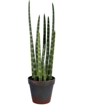 Le Sansevieria Cylindrica artificiel 43 cm est une plante serpent en pot avec de hautes feuilles vertes dressées et de subtiles rayures horizontales, sur un fond blanc uni.