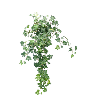 Le Lierre Artificiel Deluxe Vert 60 cm est une plante de lierre artificielle luxuriante avec des feuilles vertes en cascade sur un fond blanc uni.