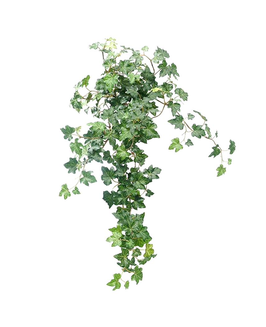 Le Lierre Artificiel Deluxe Vert 60 cm est une plante de lierre artificielle luxuriante avec des feuilles vertes en cascade sur un fond blanc uni.