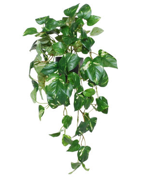 La vigne dorée artificielle suspendue en pot de 50 cm UV présente des feuilles vertes vibrantes en forme de cœur et des vrilles sinueuses dans un pot noir, parfait pour ajouter une touche vibrante à n'importe quel espace.