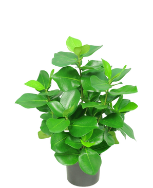 La plante artificielle Clusia 45 cm possède des feuilles vertes épaisses et brillantes de forme ovale sur un fond blanc uni.