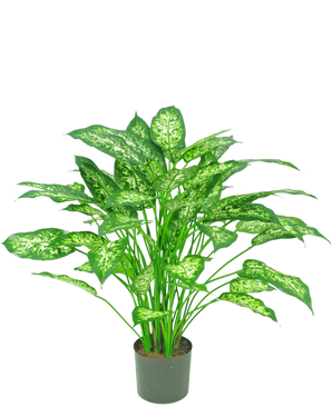 La Plante Artificielle Dieffenbachia 75 cm est une plante en pot verte avec de grandes feuilles pointues aux nuances panachées de vert clair et de blanc, représentées sur un fond blanc uni.