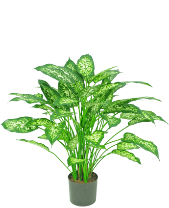 La Plante Artificielle Dieffenbachia 75 cm est une plante en pot verte avec de grandes feuilles pointues aux nuances panachées de vert clair et de blanc, représentées sur un fond blanc uni.