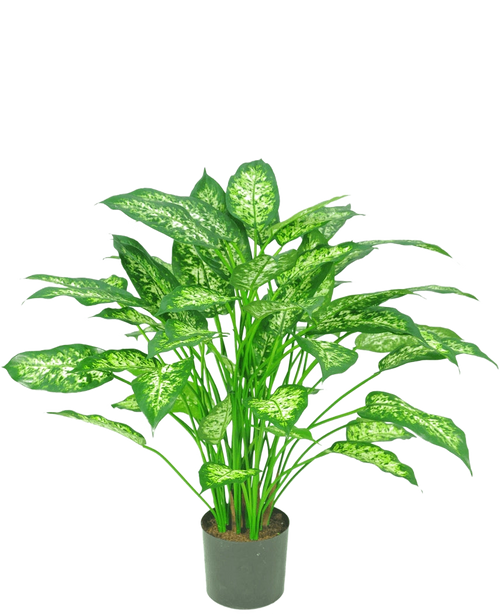 La Plante Artificielle Dieffenbachia 75 cm est une plante en pot verte avec de grandes feuilles pointues aux nuances panachées de vert clair et de blanc, représentées sur un fond blanc uni.