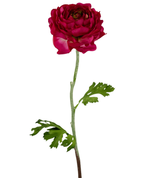 La Fleur Artificielle Renoncule 51 cm rose foncé est une renoncule artificielle rose foncé avec des pétales superposés, une longue tige verte et des feuilles vertes profondément lobées, isolées sur un fond blanc.