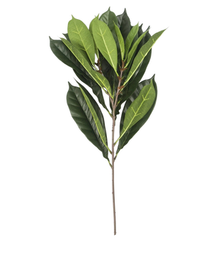 Het Kunstblad Cyathistipula 63 cm brandvertragend heeft een enkele tak met meerdere langwerpige groene bladeren in verschillende tinten op een slanke bruine stengel, tegen een witte achtergrond.