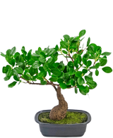 La plante artificielle Bonsaï Ficus 30 cm a un petit tronc courbé et des feuilles denses vert brillant, dans un pot noir peu profond avec de la mousse. Il est parfait pour n’importe quelle pièce et se démarque magnifiquement sur un fond blanc uni.