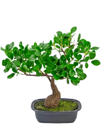 Plante artificielle Bonsai Ficus 30 cm