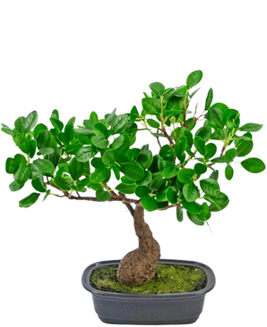 La plante artificielle Bonsaï Ficus 30 cm a un petit tronc courbé et des feuilles denses vert brillant, dans un pot noir peu profond avec de la mousse. Il est parfait pour n’importe quelle pièce et se démarque magnifiquement sur un fond blanc uni.
