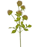 Le chardon artificiel de 66 cm marron a une tige verte avec plusieurs feuilles ramifiées et six capitules marron et vaporeux sur un fond blanc uni.