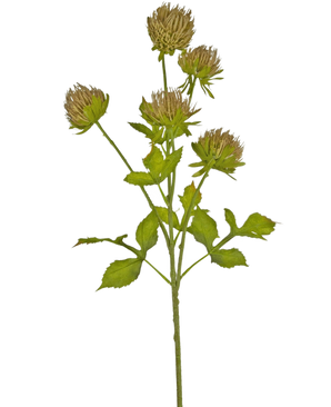Le chardon artificiel de 66 cm marron a une tige verte avec plusieurs feuilles ramifiées et six capitules marron et vaporeux sur un fond blanc uni.