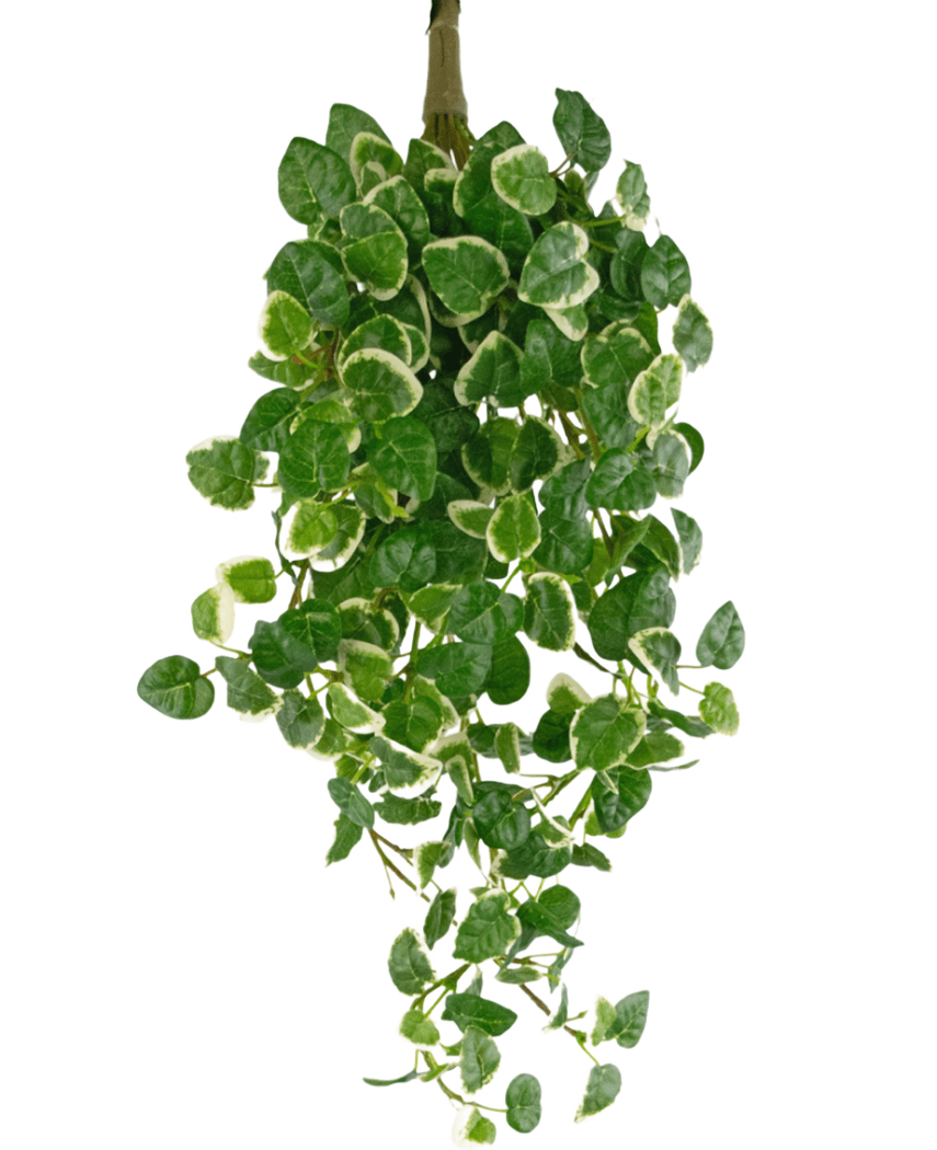 La Plante Artificielle Suspendue Pumila 50 cm UV possède des feuilles vertes aux bords blancs, sur un fond uni blanc.